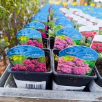 Rozchodník nádherný (Sedum spectabile) ´BRILANT´ kont. P9